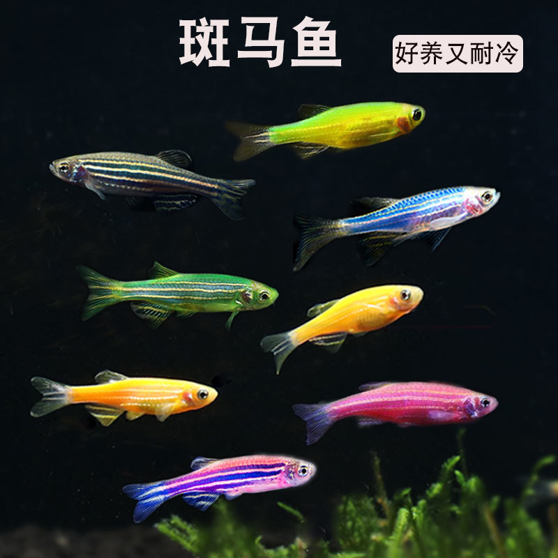 斑马鱼七彩饲养鱼苗观赏鱼好养灯科鱼迷你鱼群游小型淡水鱼耐活