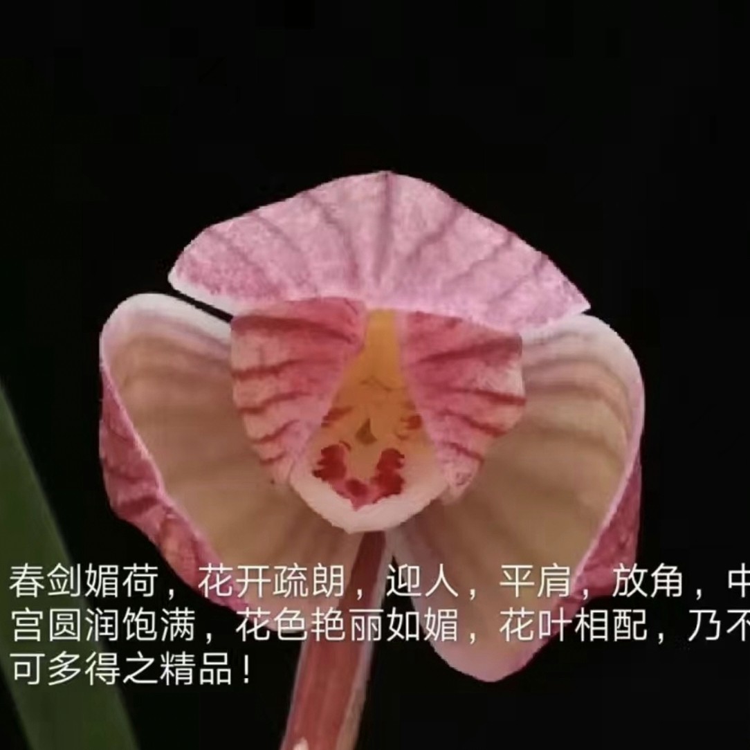 【媚荷】春山兰园春剑盆栽名品优质苗绿色植物