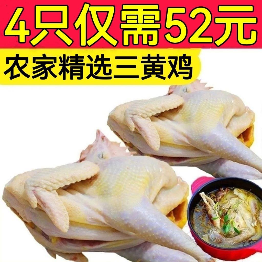 正宗三黄鸡农家三黄鸡精选三黄鸡整只老母鸡鸡肉月子鸡新鲜活杀