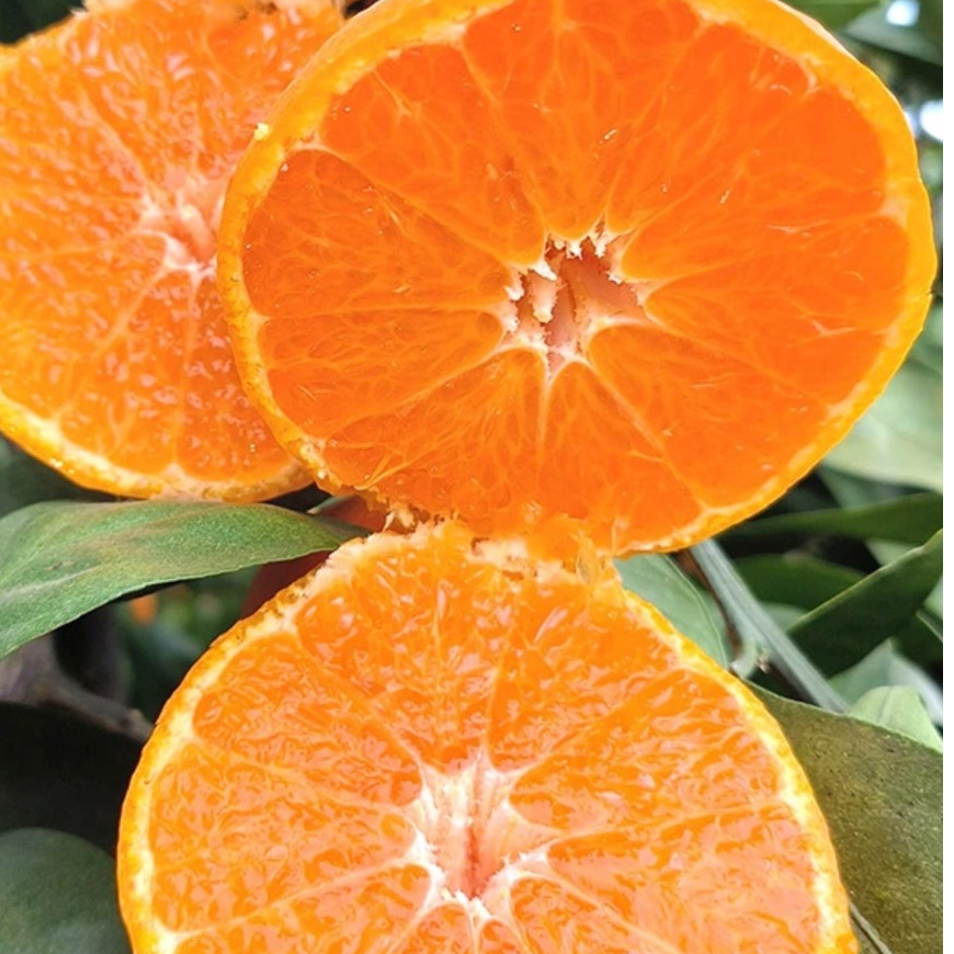湘瑶兰博中熟品种湖南洞口正宗雪峰蜜桔水果桔子5斤包邮送礼孕妇