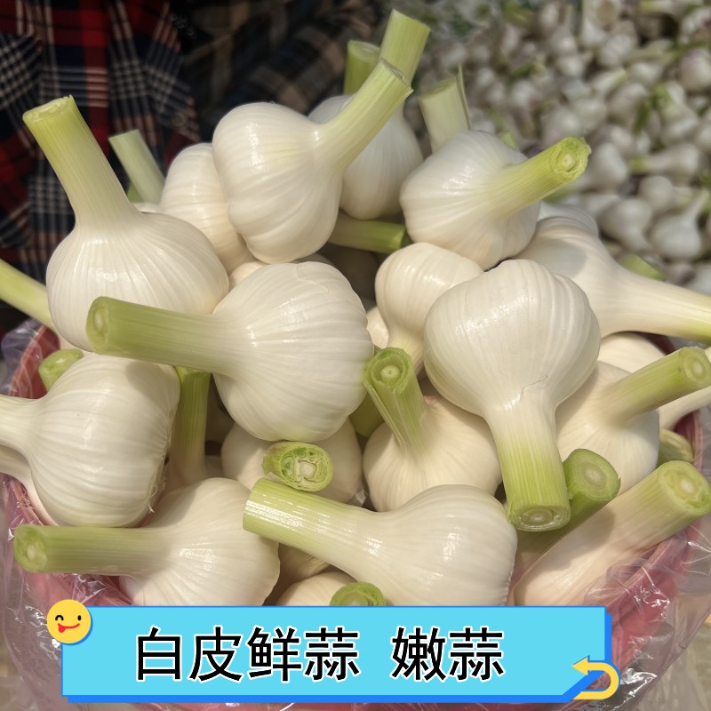 腌糖蒜专用山东白皮鲜蒜嫩蒜湿蒜泡蒜咸蒜2025年鲜蒜新鲜大蒜头