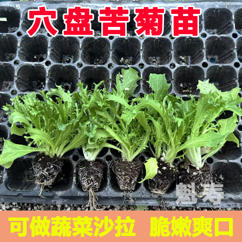 苦菊秧苗寿光苦菊苗可生吃苦菊菜苗基地直发苦菊蔬菜庭院盆栽