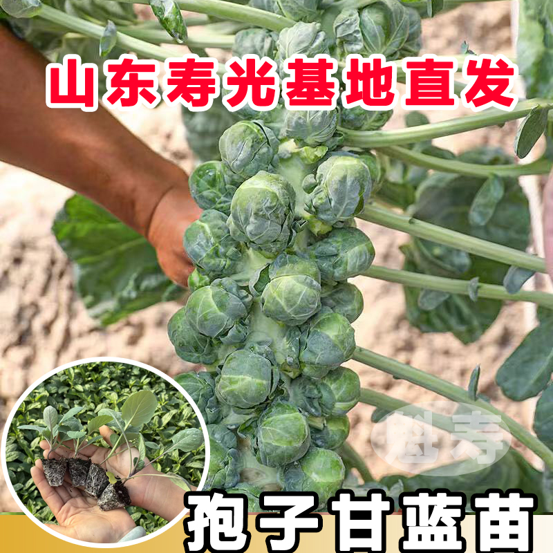 孢子甘蓝苗秧四季春秋带士球高产串收迷你小包菜小甘蓝种子籽蔬菜