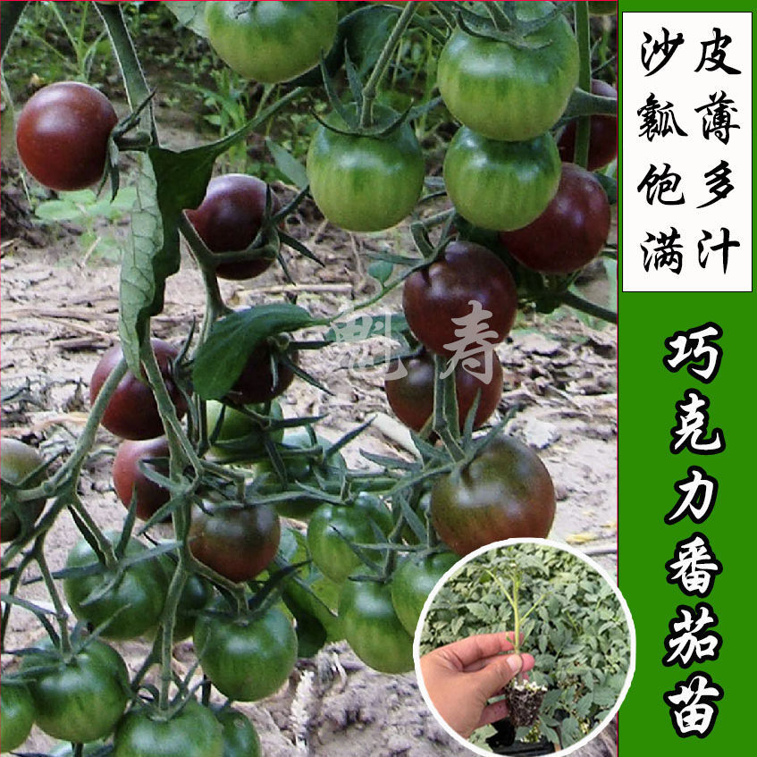 超甜紫黑色巧克力番茄种苗种籽子樱桃圣女果西红柿蔬菜苗春秋阳台