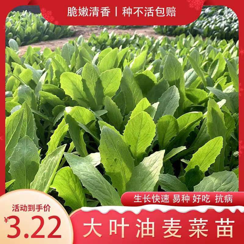寿光基地直发油麦菜苗秧苗优质耐热耐寒新鲜活苗一年四季可种植