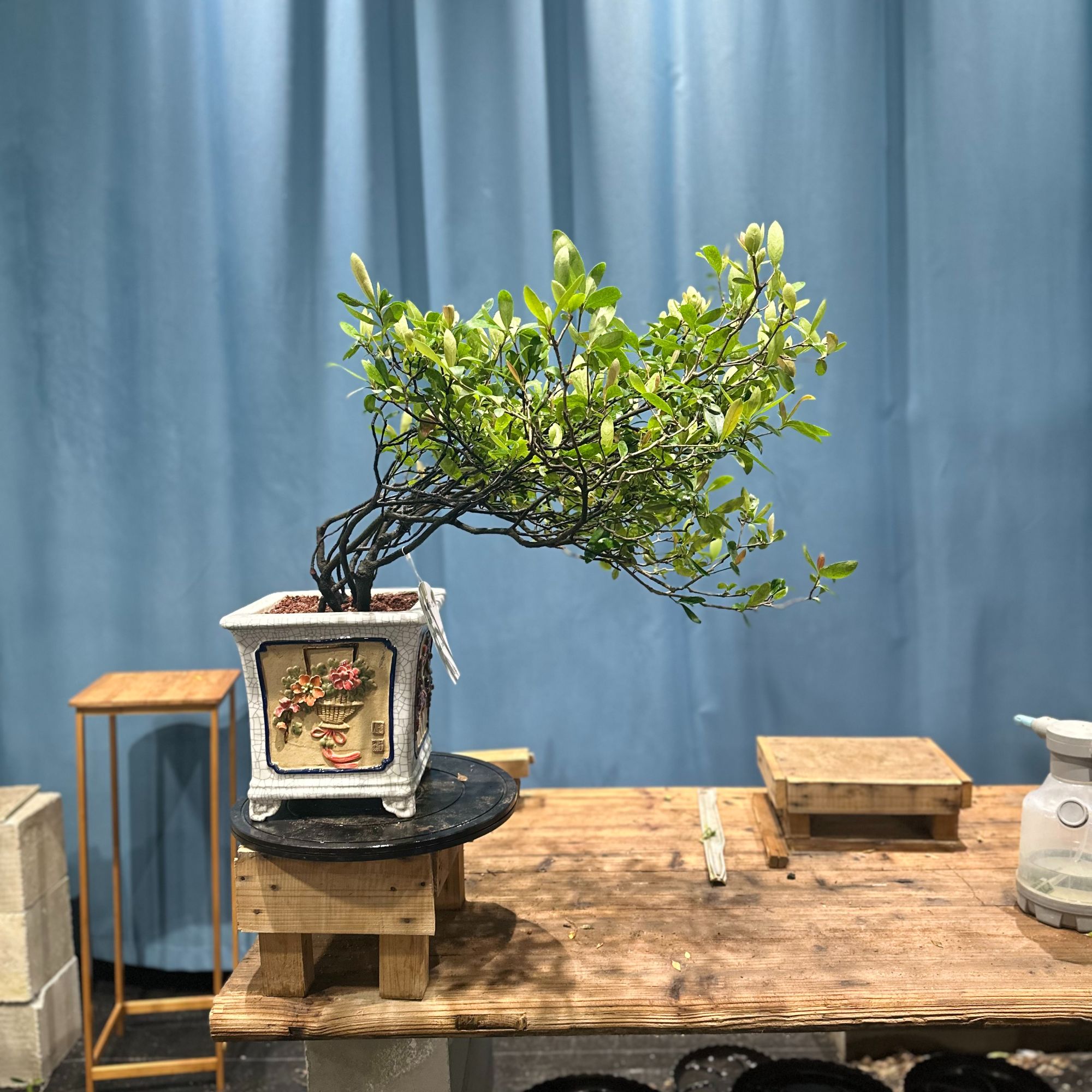 【一颗绿植】丛林精品老桩春花 茶空间 意境盆景 精品春花 禅意生活