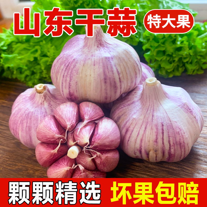 【进店抢购】2023优质金乡大蒜头新干蒜头紫皮大蒜特大蒜头新鲜大蒜