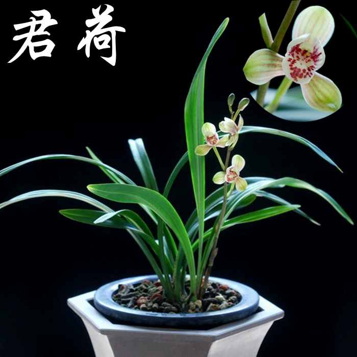 建兰四季兰铭品《君荷》开花浓香适合放置茶几电视柜阳台