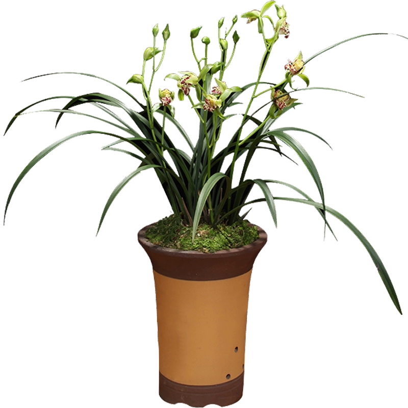 建兰奇花勤花勤牙6/11花期，6苗起35兰花绿植盆栽