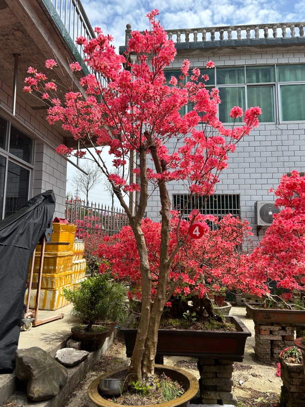 大别山映山红，先花后叶