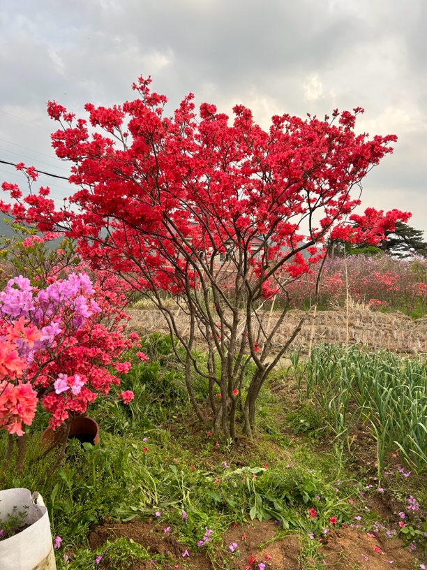 大别山映山红，国旗红色