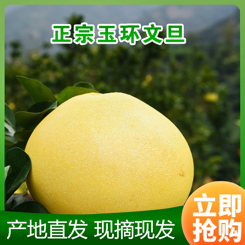 台州特产正宗玉环文旦柚新鲜水果柚子鲜嫩多汁果香浓郁现摘现发