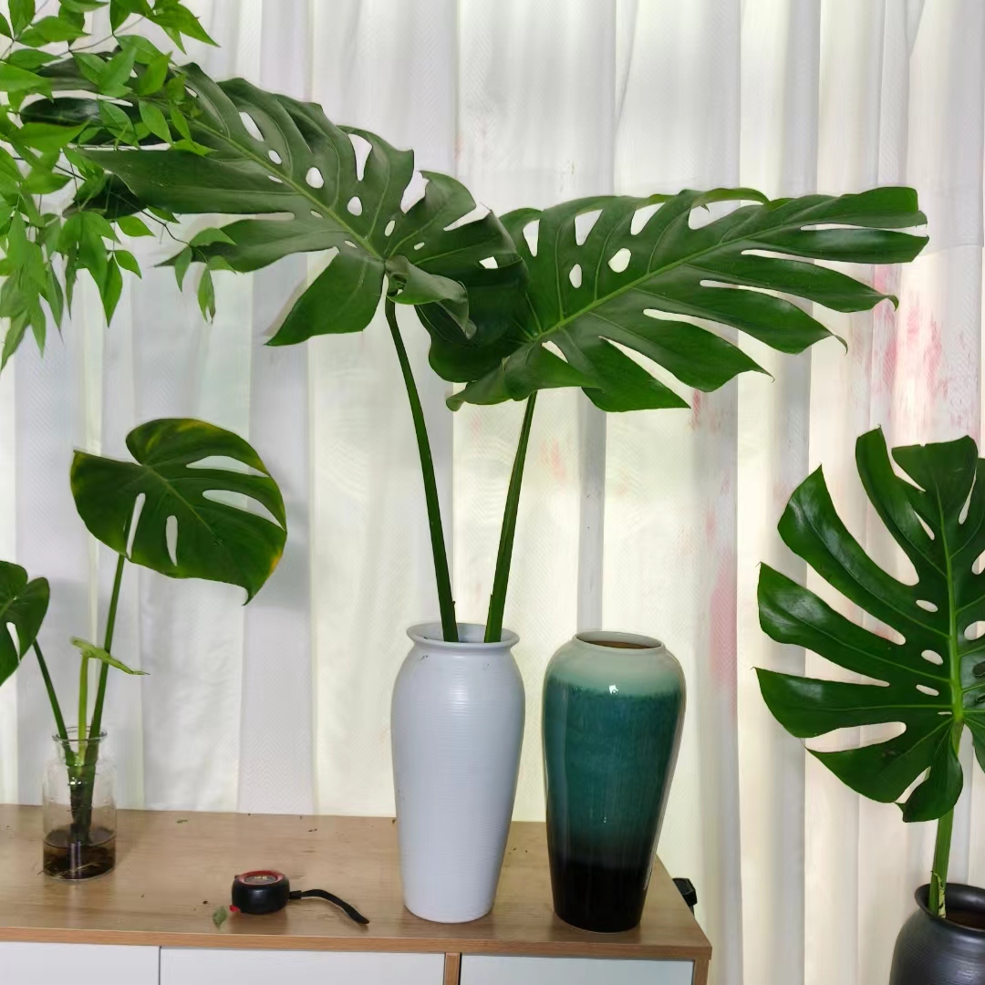 巨无霸老桩水培龟背竹景德镇陶瓷花瓶