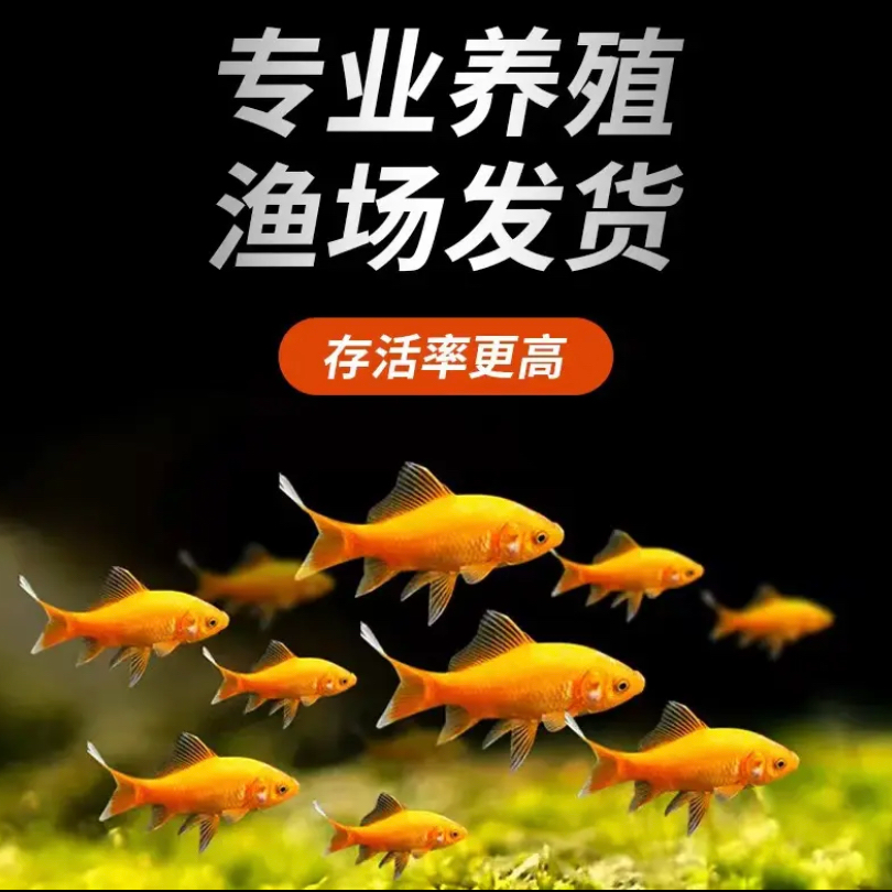20条【4-6cm】金鱼好养活冷水观赏鱼新手好养淡水鱼水族活体