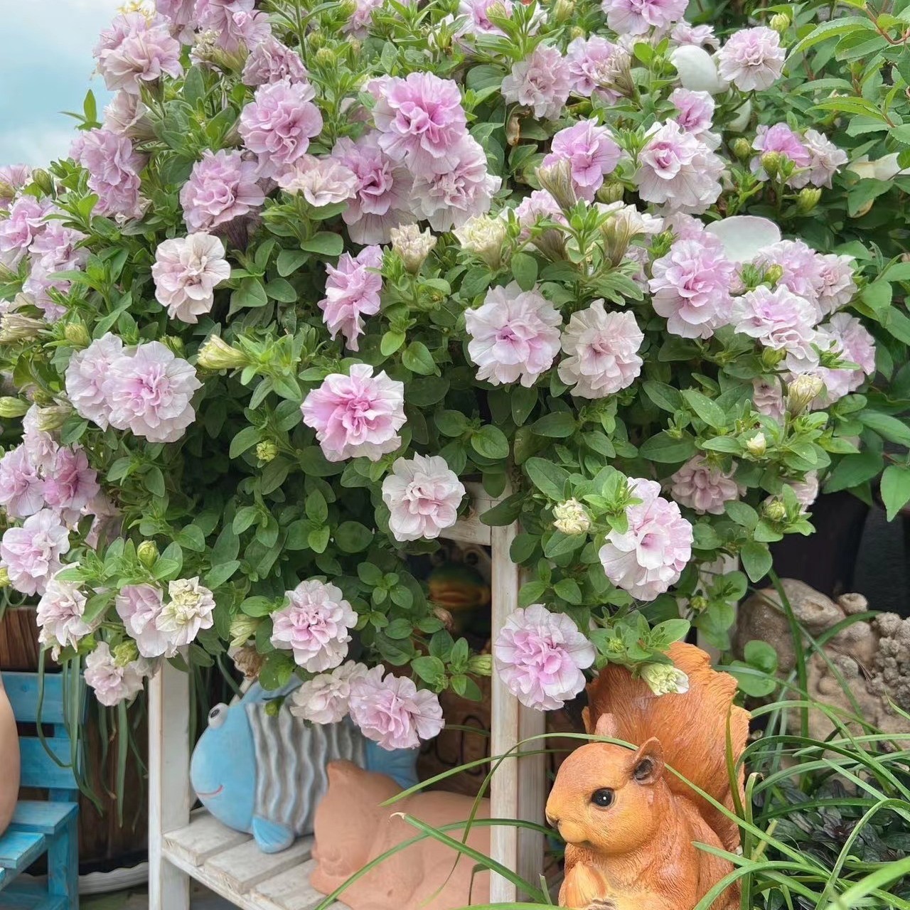 矮牵牛盆栽满16元包邮爆花草本花卉植物花期长好养护阳台均可种植