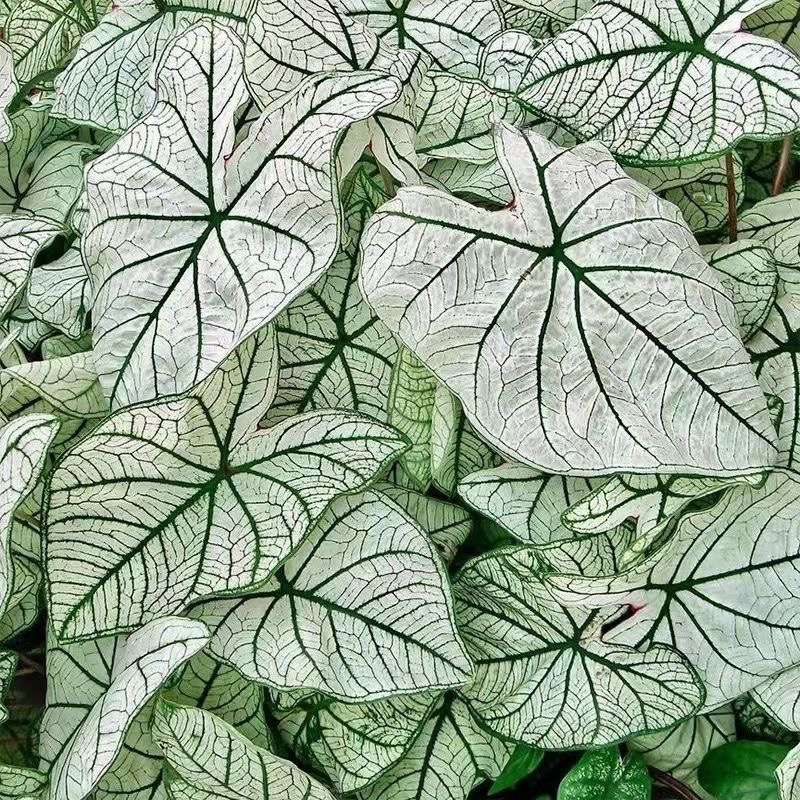 网红绿植彩叶芋粉色和声竹芋白色恋人室内外阳台均可种植