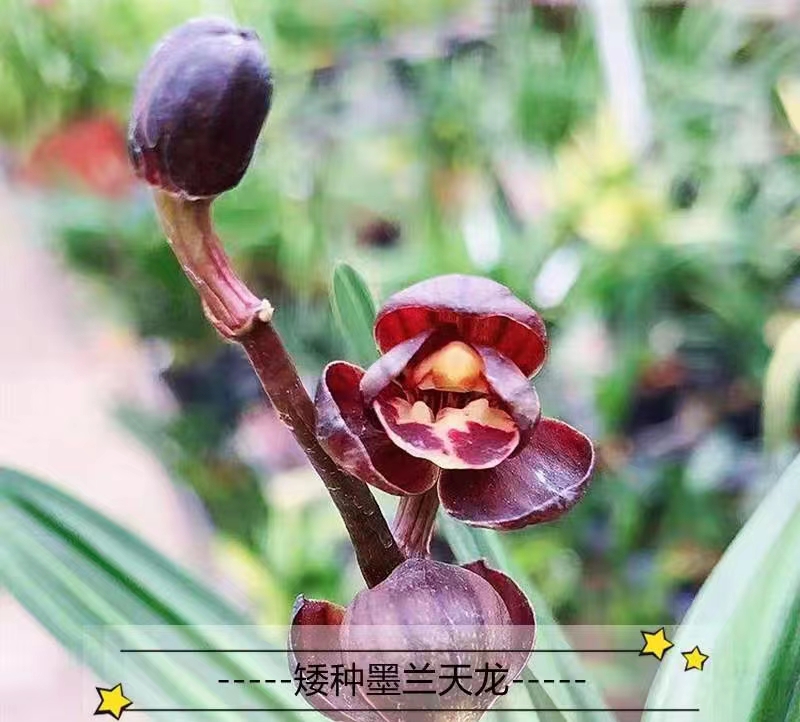 墨兰矮种天龙3苗 原盆发 农香型