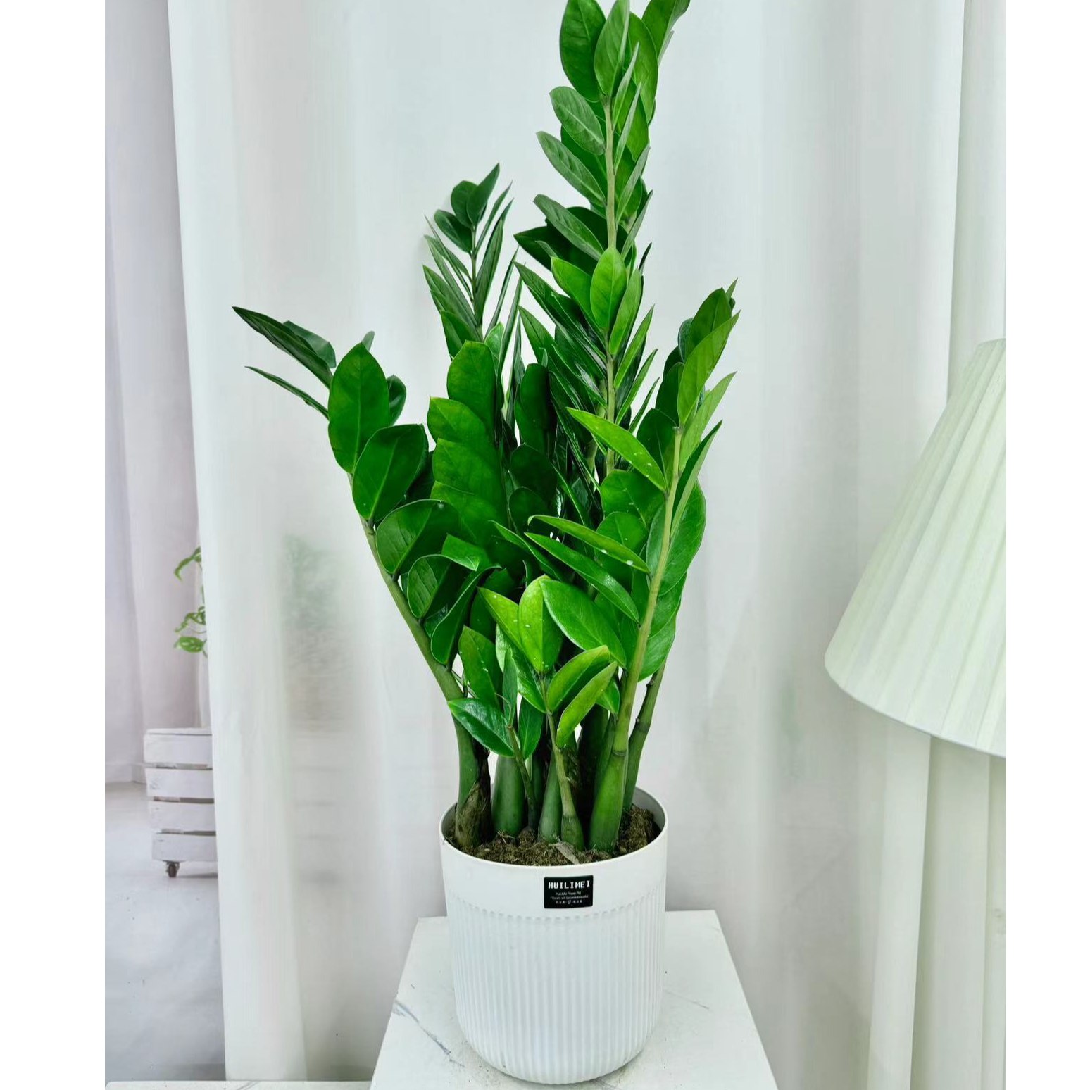 【花未眠】金钱树招财绿植盆栽室内客厅办公室四季常青好养耐活