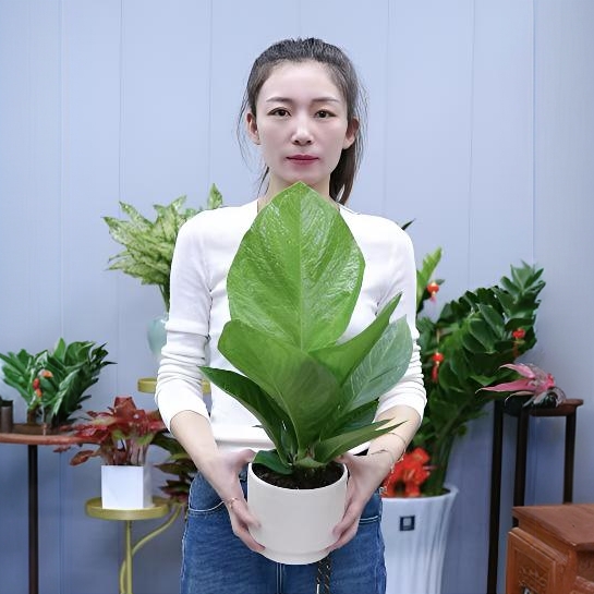 聚宝盆绿植盆栽花烛吉祥四季常青室内净化空气美观[多多花卉】
