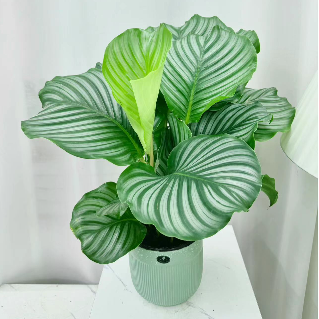 【花未眠】青苹果竹芋绿植植物室内四季常青办公室鲜活