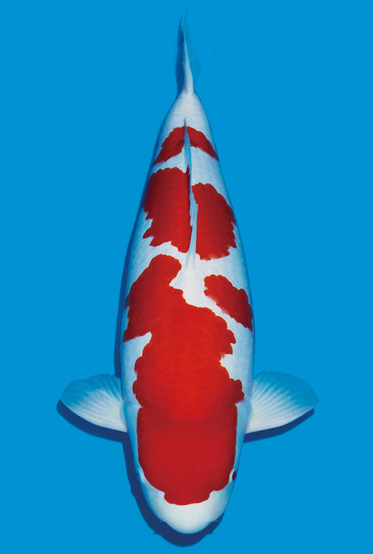 精品红白高级观赏鱼红鲤鱼锦鲤观赏鱼锦鲤鱼观赏鱼风水鱼