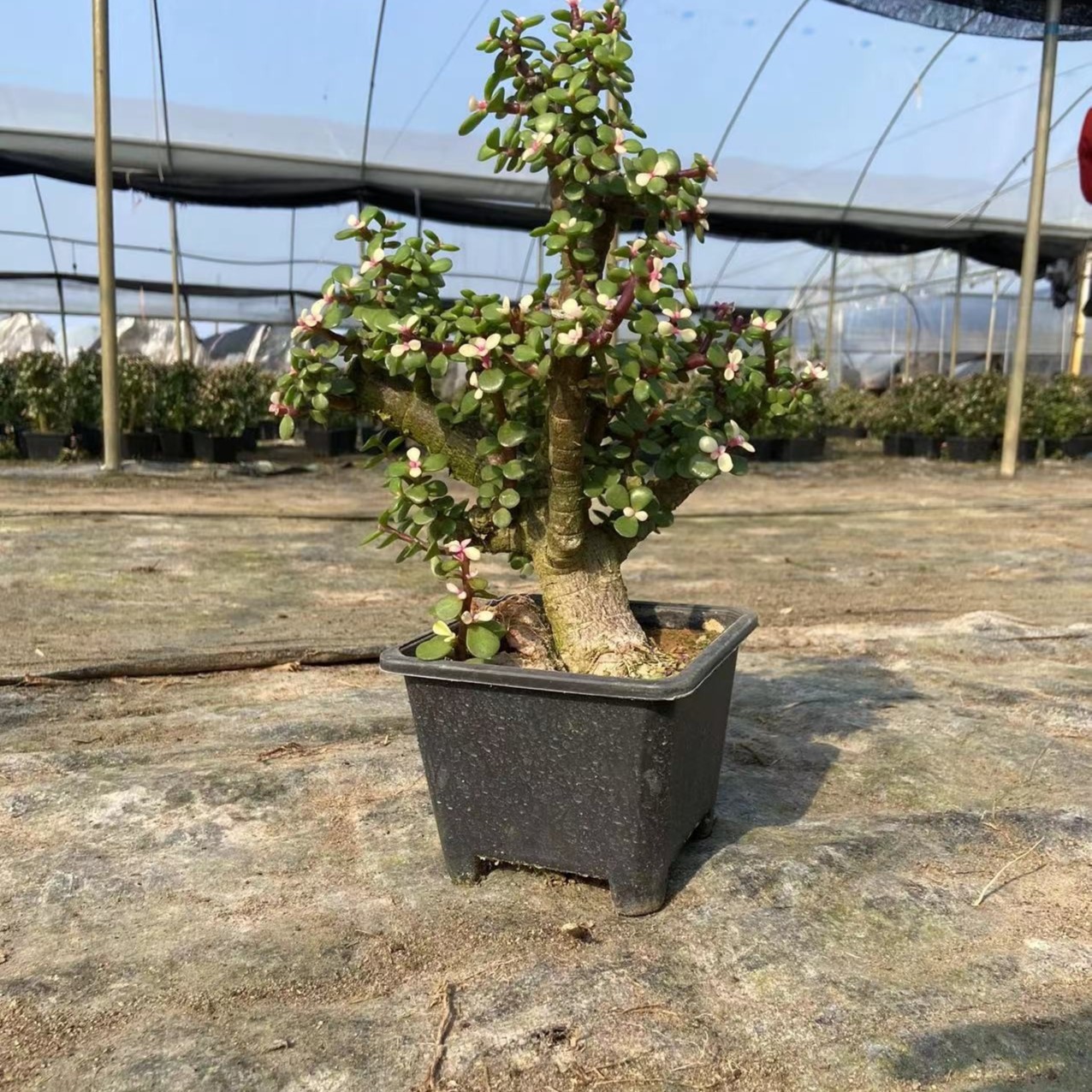 金枝玉叶多年老桩室内花卉四季常青