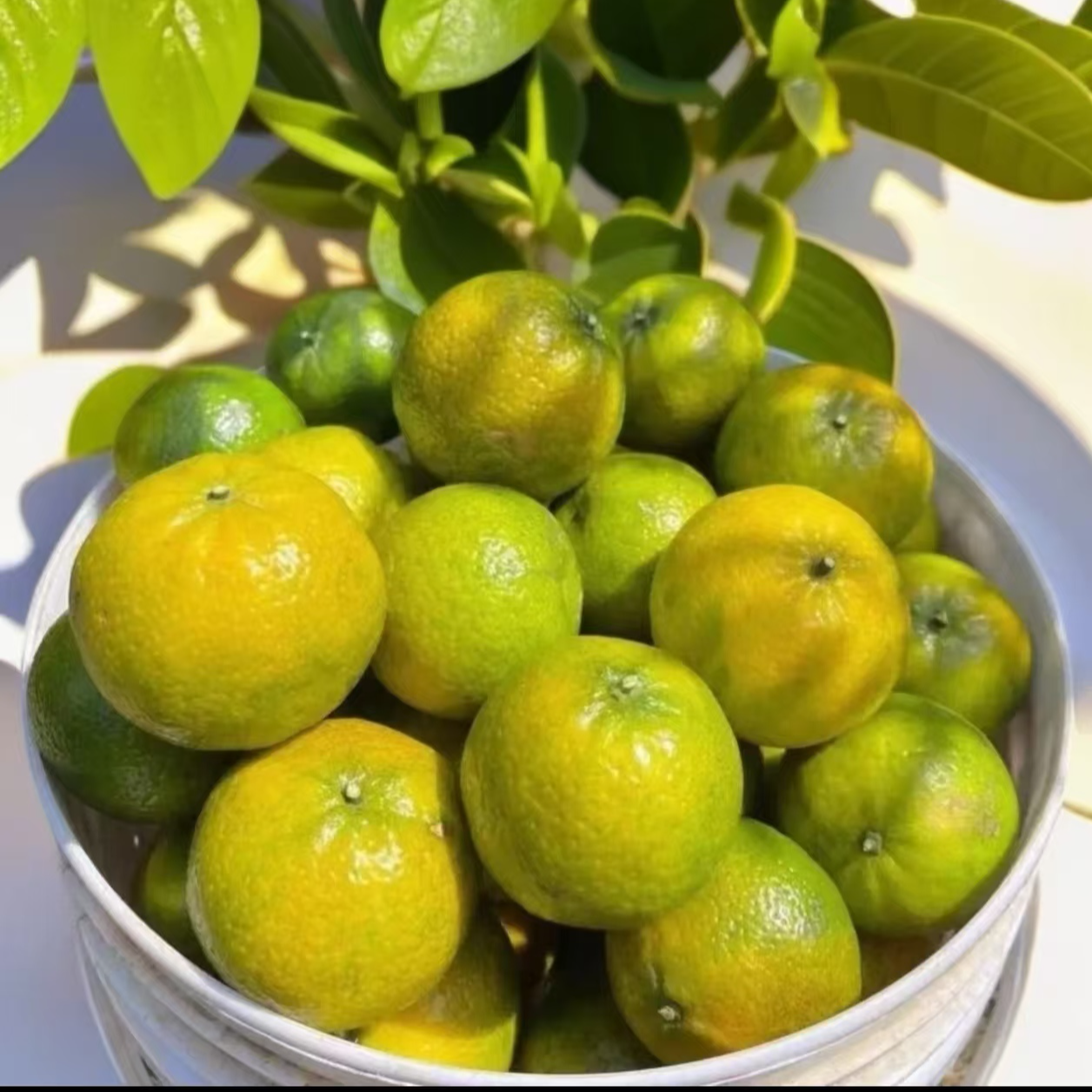 【自家东甲果园 】新会柑202东甲j圈枝冬后大红皮