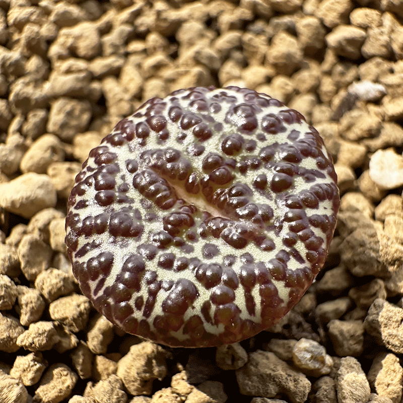 泡泡安贞肉锥密点多肉植物盆栽多肉肉锥精养母本生石花辛然多肉