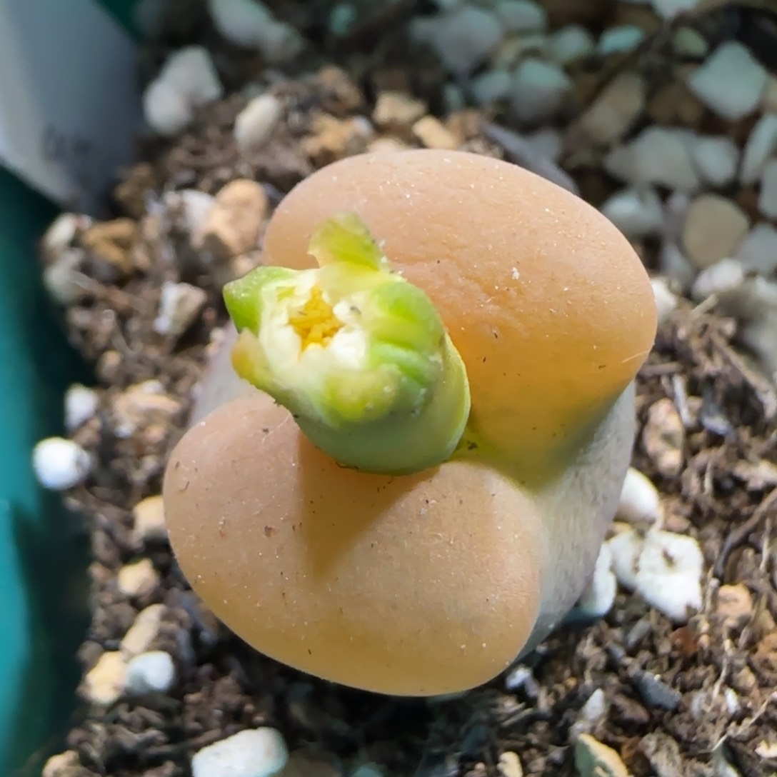 1101J。cr1228。9098