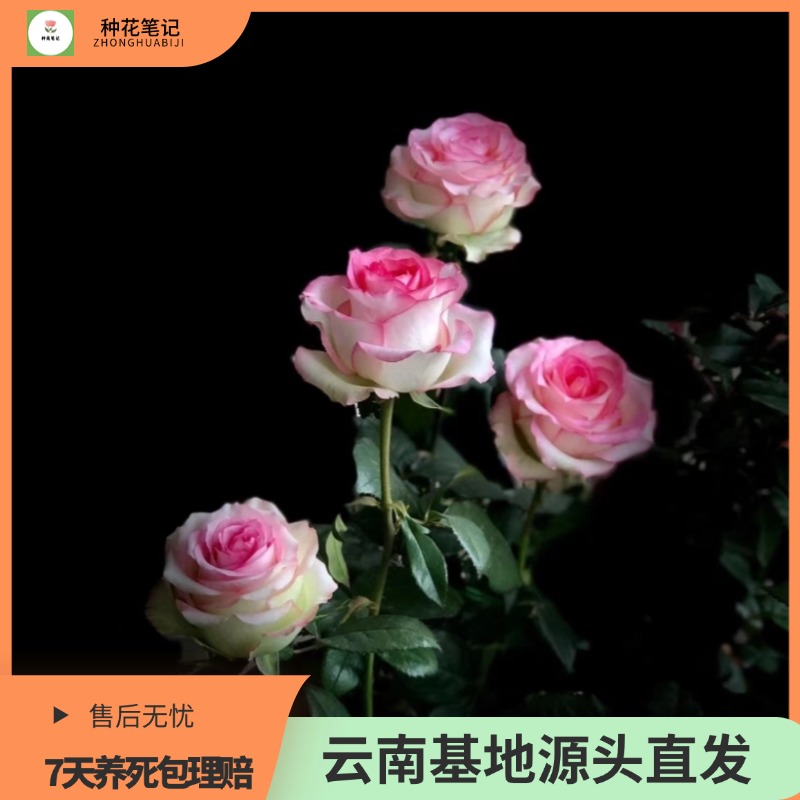 【艾莎】 月季植物盆栽花卉开花多季开花阳光带花苞基地四季植株