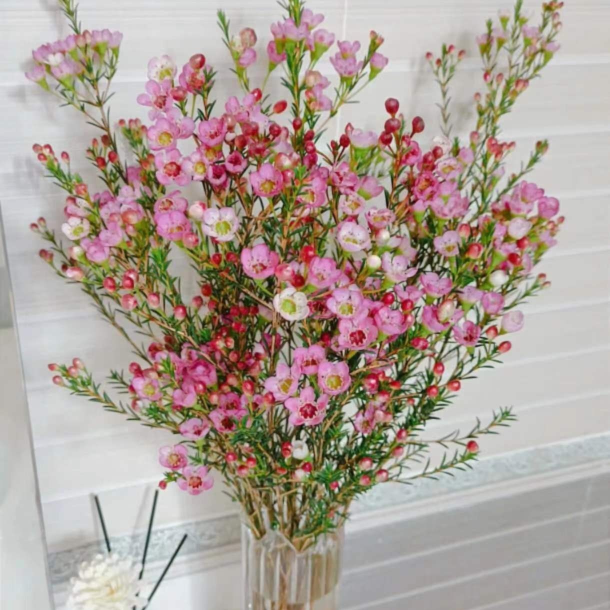 甄选【腊梅】直发 当地零下的请拍保温棉以免冻伤不售后