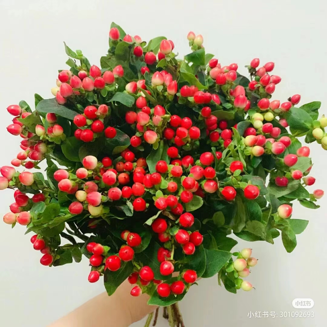 甄选【红豆】 （两把以上包邮）