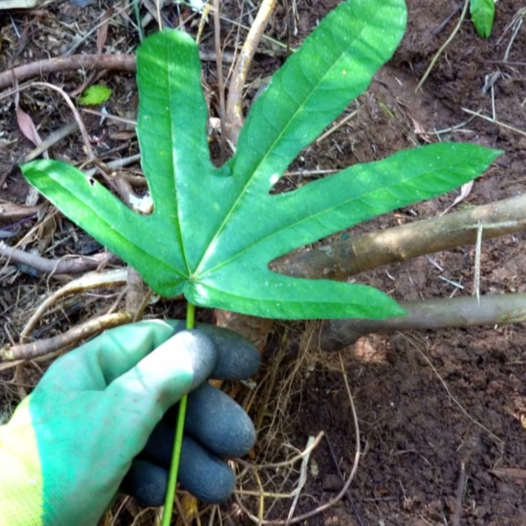 5.粤北山区特产（小叶5指桃根茎）煲汤配料好食材切段晒干发货包邮