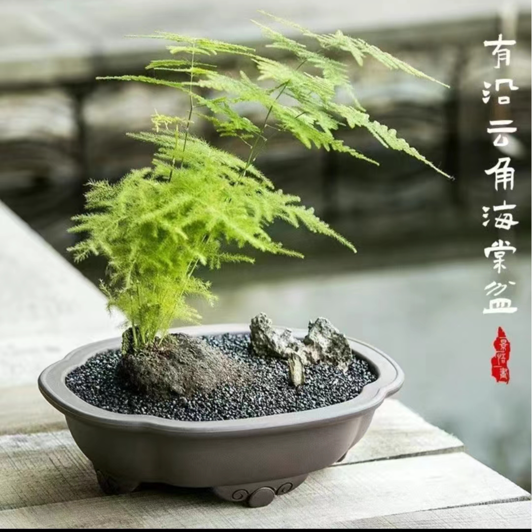 加厚树脂类有沿云角海棠盆+直抽角长方盘