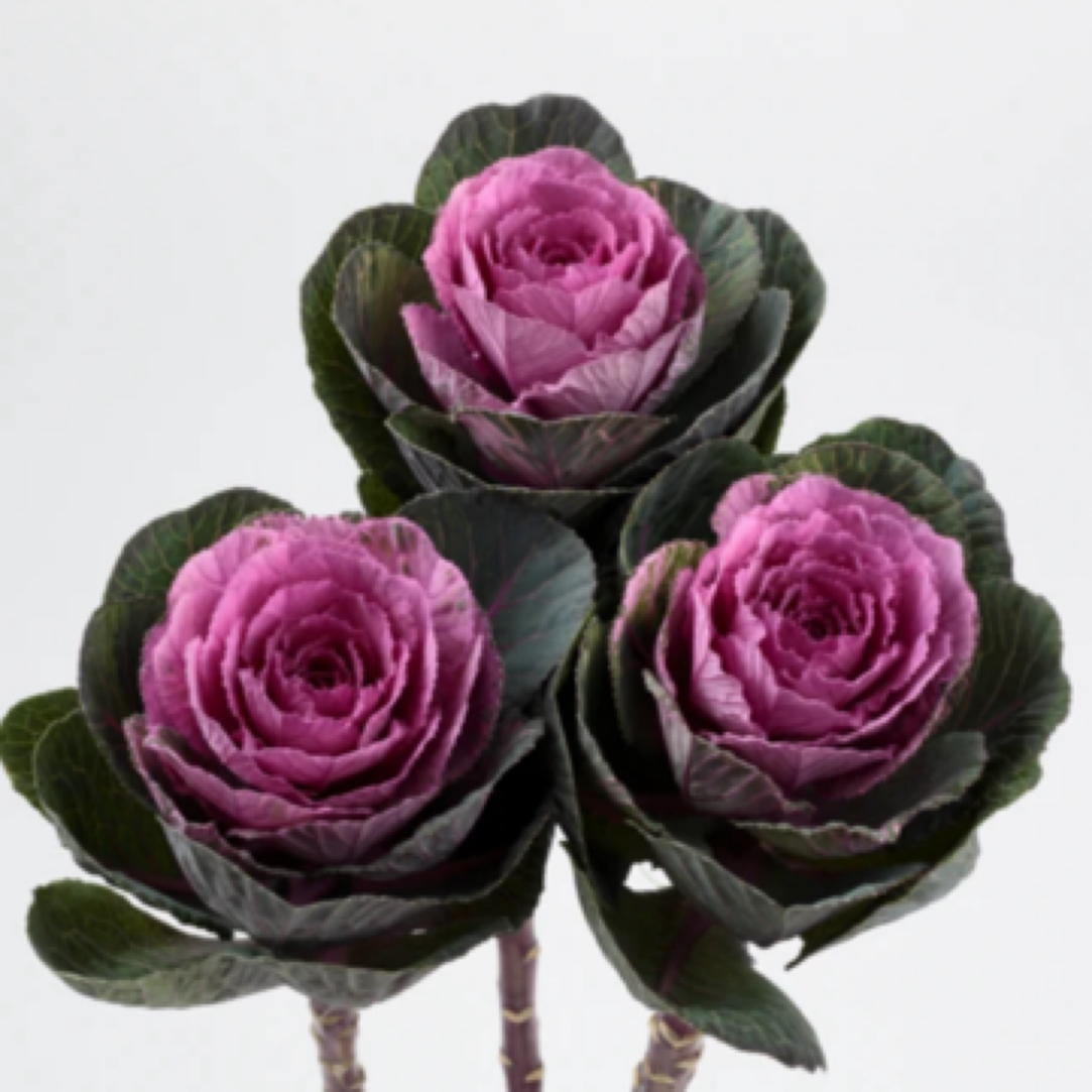 【五头】多头羽衣甘蓝耐寒耐晒盆栽地栽好养易活