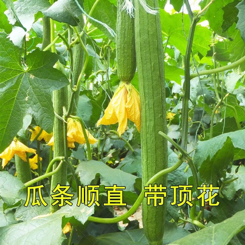 香嫩长丝瓜子早熟熟丝瓜高产四季播种易成活庭院盆栽花卉植物