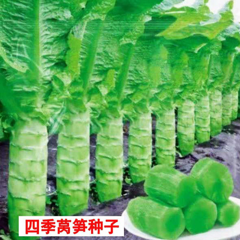 四季莴笋种子青皮绿肉香莴笋种子高产耐热耐寒春秋冬播蔬菜种庭院