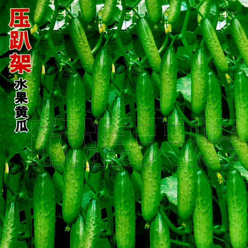 水果黄瓜种子甜脆节节瓜东北旱黄瓜四季播农家阳台蔬菜春秋季耐热