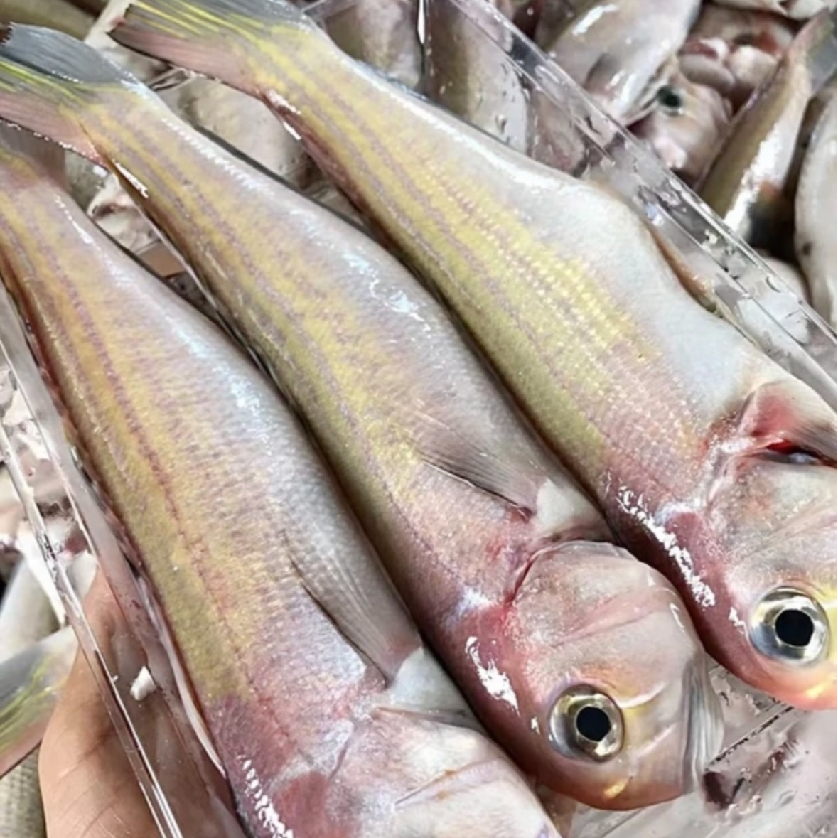 速冻 海钓马头鱼三去处理（100g-150g/条）顺丰包邮