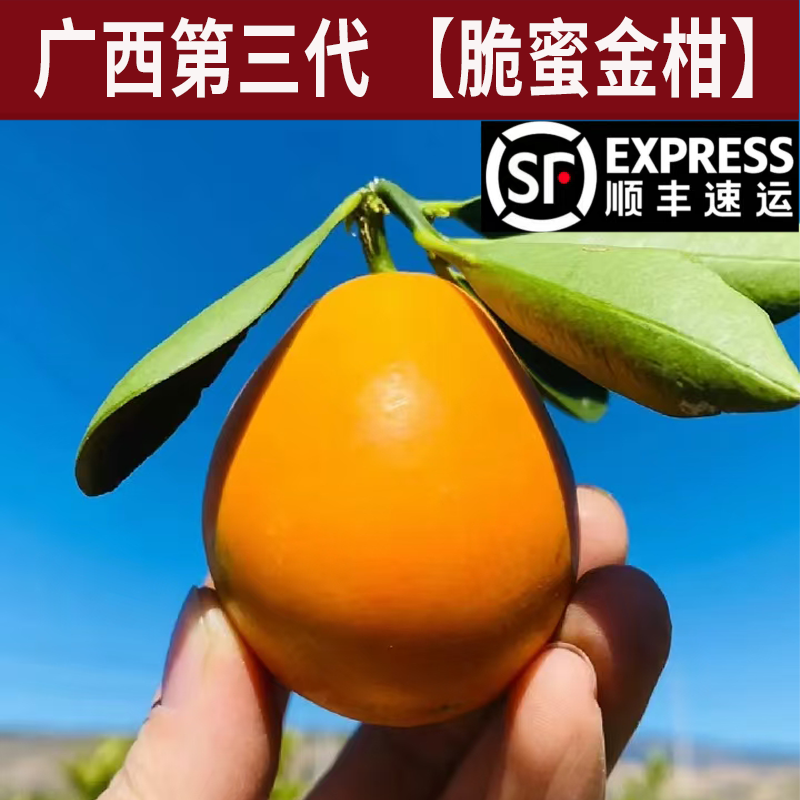 融安金桔第三代融安脆蜜金桔脆蜜金柑爆甜多汁新鲜发货顺丰包邮