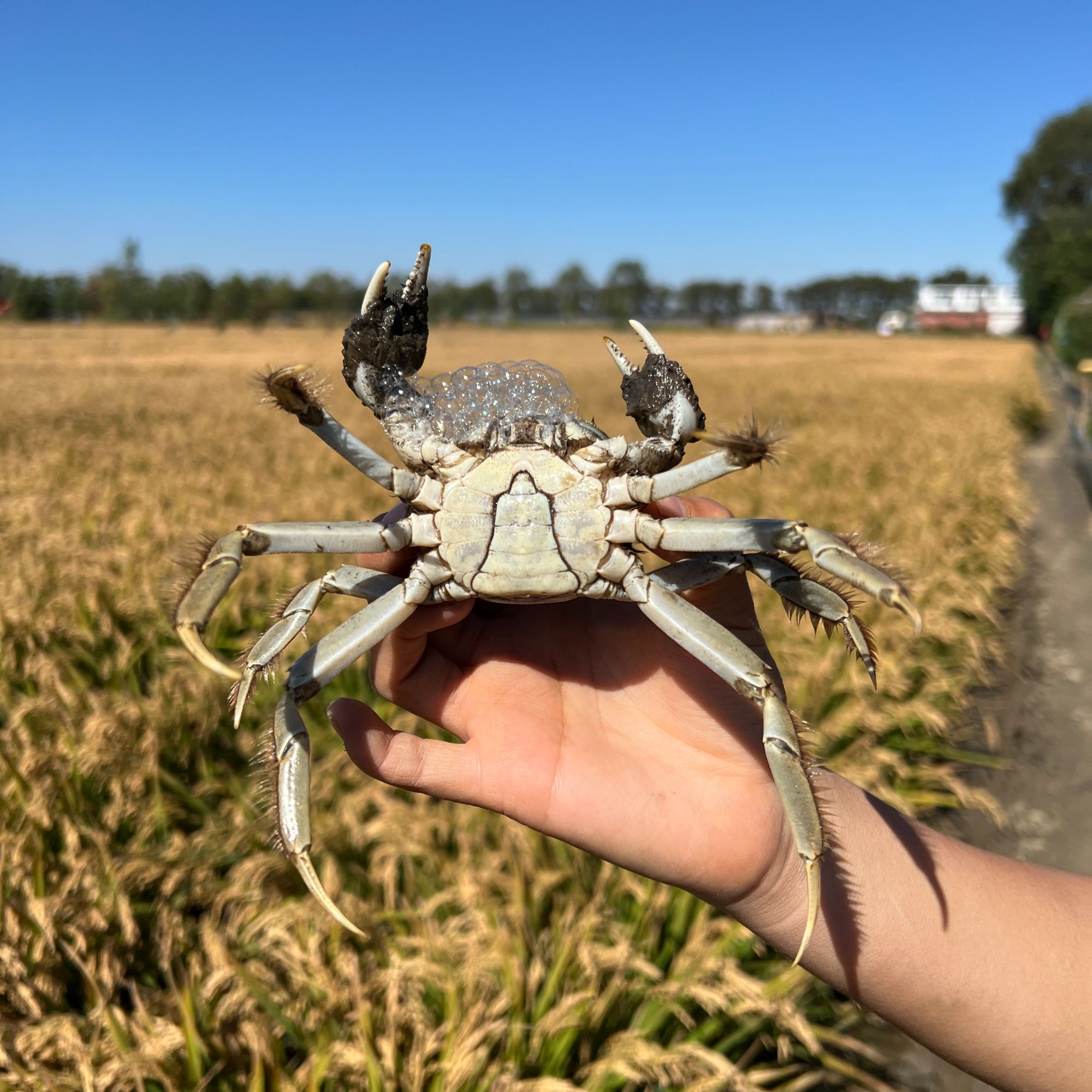 孙家屯【活蟹】盘锦河蟹 公蟹3斤（1.4-1.7两/只）18-22只顺丰鲜活