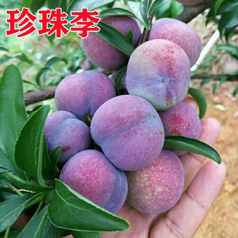 当年结果珍珠李苗果树苗芒果水果树苗柿子车厘子树苗无花果树苗