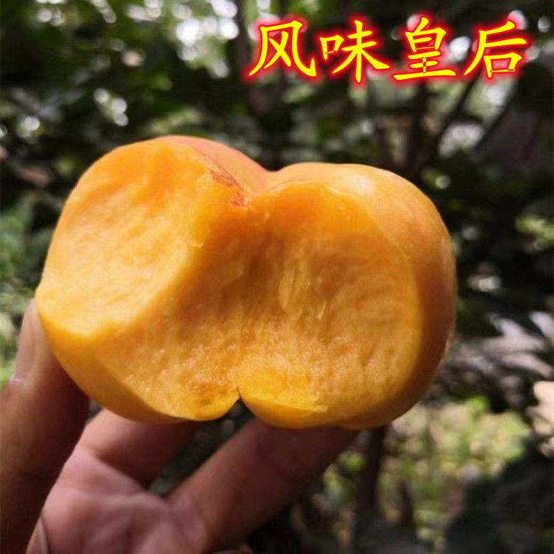 风味皇后蟠桃树果苗盆栽地栽南北方种植当年结果嫁接蟠桃桃树苗