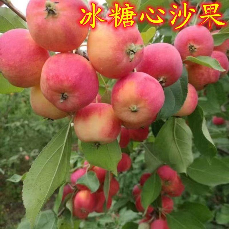 沙果树苗小苹果 花红果树苗 糖心沙果苗苹果树苗盆栽南方北方种植
