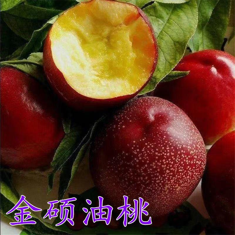 特大油桃树苗 金硕油桃苗 嫁接黄油桃树苗当年结果树南方北方种植