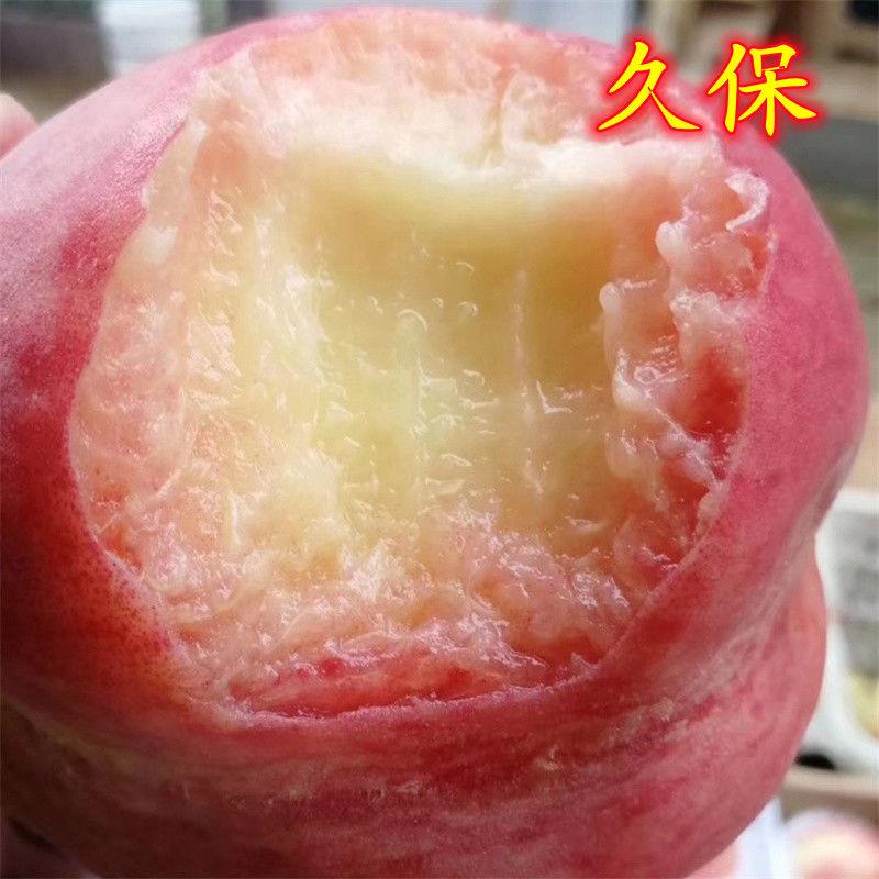 大久保桃苗平谷大桃树  水蜜桃树苗久保桃树苗 桃苗 南方北方种植