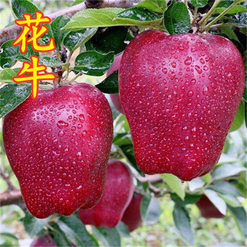 苹果树果苗地栽南方特大当年结果冰糖心红富士花牛北方种植果树苗