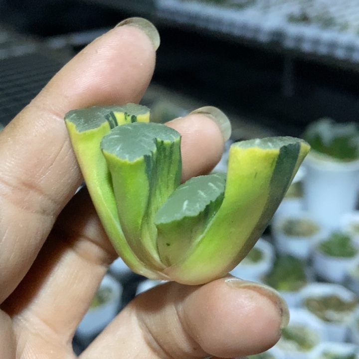 终极蓝实生锦一物一拍