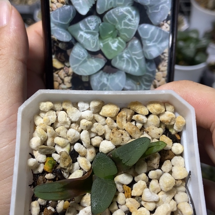 温玉克寿一物一拍