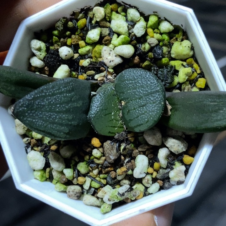 JP33克里克特一物一拍